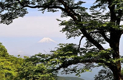 手引頭のブナの枝の間から見えた富士山