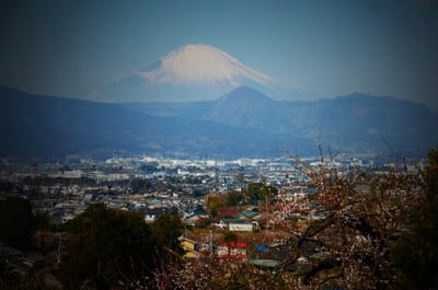 小田原市、曽我山から見る富士山　<曽我別所梅林>