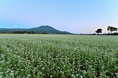 筑波山と蕎麦畑
