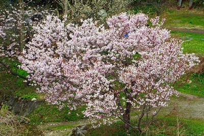 県境に咲く桜