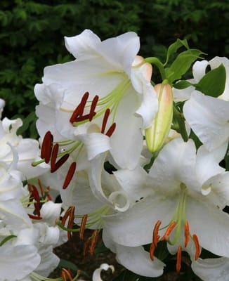 寒い冬なので、真夏の白百合の花を視覚のストーブがわりに2