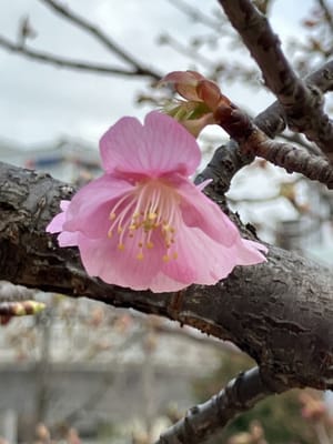 つくばでも河津桜が咲き始めました