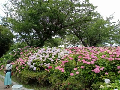 令和５年若松高塔山公園で開催の若松紫陽花祭に行って来ました。３