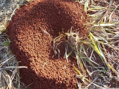 枯草で作った入り口のある変わった蟻の巣
