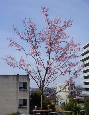 今日の緑道の桜