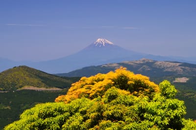 アセビの若葉の奥に富士山