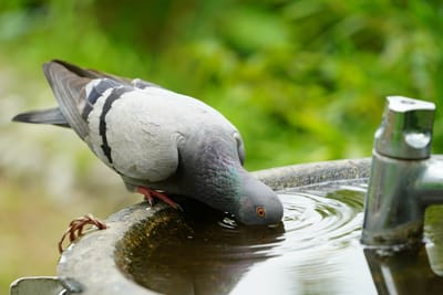 水飲む鳩