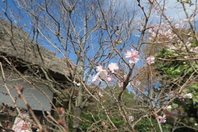 秋から冬に咲く桜が咲いてました～来月は12月ですね。