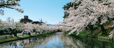 外濠周辺を彩る満開の桜♫　 IN弘前