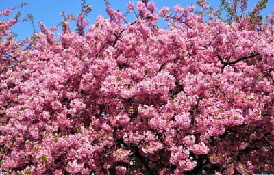 🌸「三浦海岸桜まつり」初の中止 ! コロナ感染拡大で 🌸