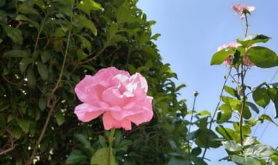 5月のバラ　　ご近所で開花中