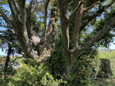榎（エノキ）の老大木