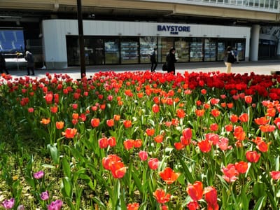 ⚾「なんでこんなに幸せな気持ちに…」　10万本の彩り、春風に揺られ ; 横浜公園・チューリップのじゅうたん