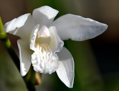 白花紫蘭