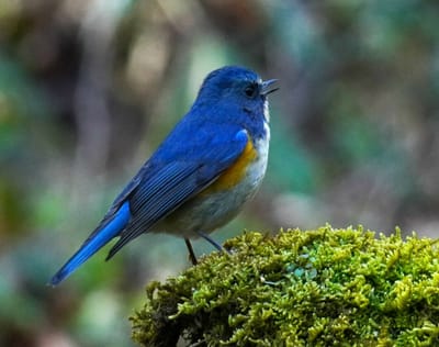 幸せの青い鳥：ルリビタキ