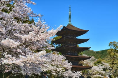 瑠璃光寺五重塔と桜