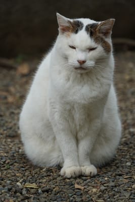 白猫（しろねこ）