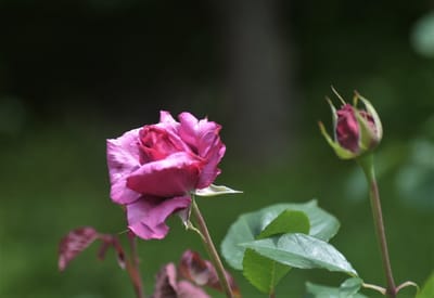 ばら　バラ　薔薇三昧８