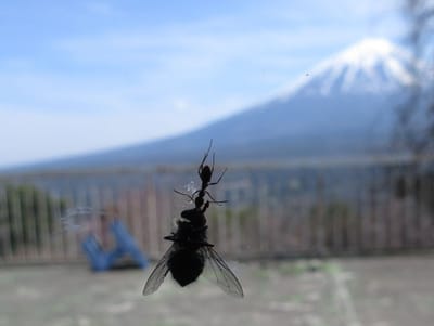 おうどんを食べていたら、何やらガラスに影が動く　なんと、蟻が何倍も大きなハエを引きずって登って行く！　ガラス窓の上に巣があるの？