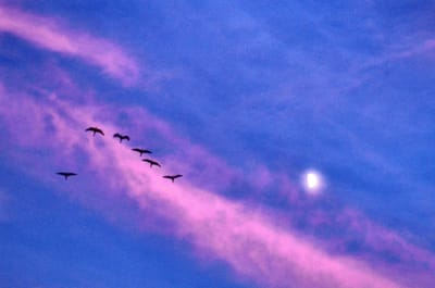 夕焼け雲と月と渡り鳥