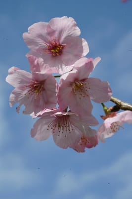 春月花（しゅうげつか）