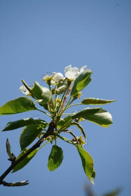 西洋梨の花