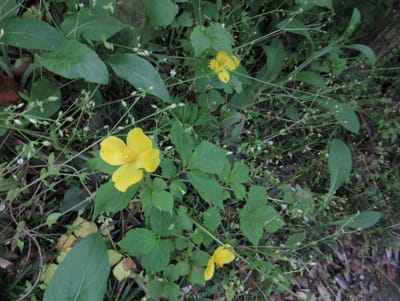ツツジの茂みの雑草の奥に黄色い花を発見！　ヤマブキソウ