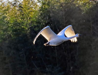 朝日を浴びる白鳥の飛翔