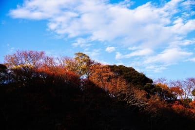 蓮華寺池公園の紅葉