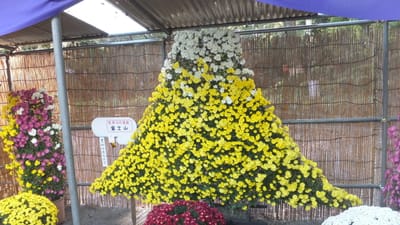 天台宗川越喜多院境内の菊花祭り