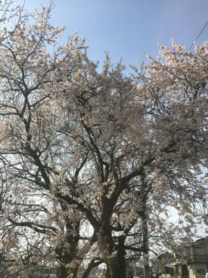 ソメイヨシノの前にすでに満開の白い花の桜