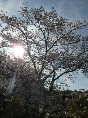 桜と日差し