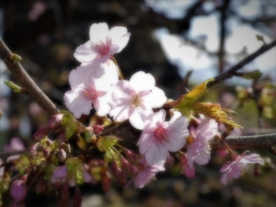 🌸　河津桜(カワヅザクラ)　　別名「冬桜」 🌸