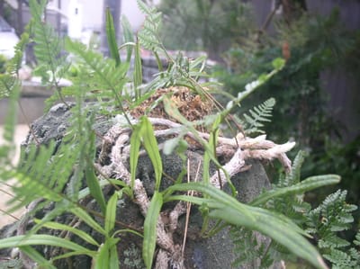 観葉観賞植物　トキワシノブ　猫の手　独称猫の尻尾　ノキシノブ