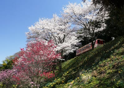 長良川鉄道の桜風景（５）