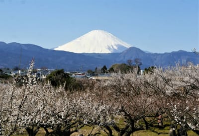 　　🗻 " 霊峰・富士山と、曾我別所梅林 " とのコラボ