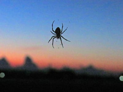 日没後の蜘蛛