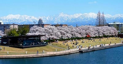 環水公園の桜＋世界一綺麗なスタバ
