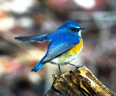 （４）幸せの青い鳥