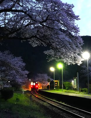 桜と列車（４）
