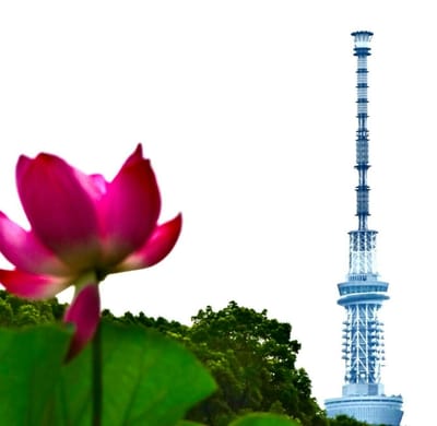 蓮の花と東京スカイツリー