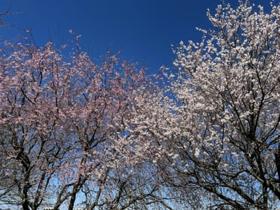 権現堂の桜🌸