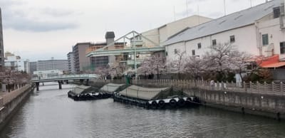 雨の日の運河　桜開花