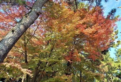横浜市内の紅葉狩りスポット < 日本庭園「三溪園」>
