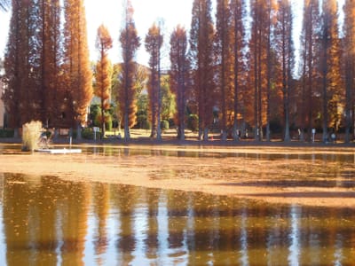 別所沼公園～大宮公園　ヌマスギの落ち葉がいっぱいの沼