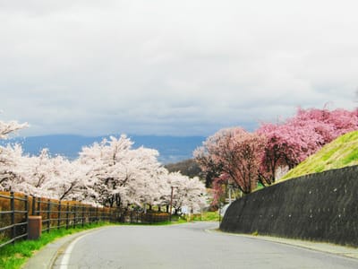 桜の信濃路