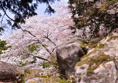 小谷城跡の桜