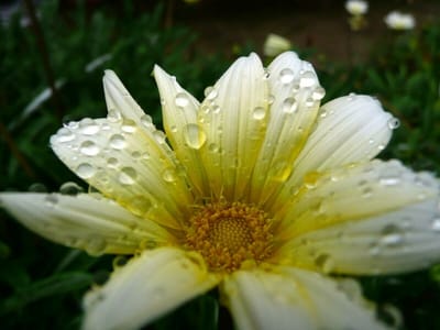 朝露に濡れる花