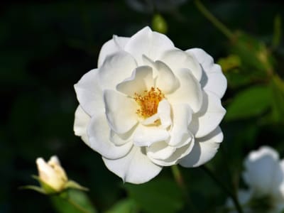 　　🌹　　横浜市西区 岡野公園の、"薔薇 バラ ばら"　　🌹　