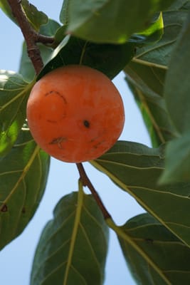 盆柿（ぼんがき）
